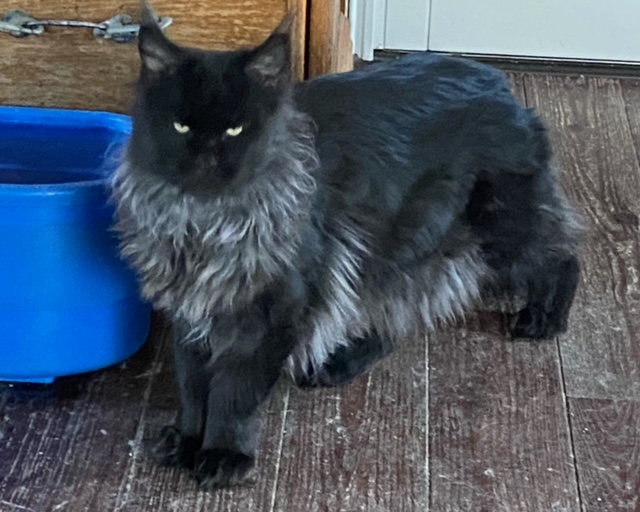 rip tom cat king leon