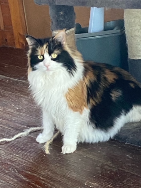 maine coon cat queen Maine coon cat female queen