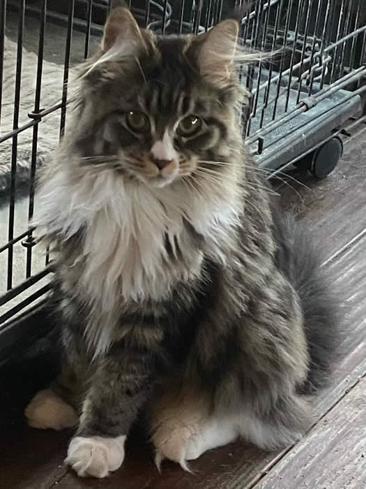 maine coon cat queen Maine coon cat female queen