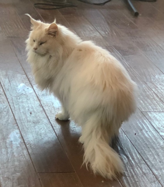 Willabelles Glitter Girl Willabelles Glitter Girl