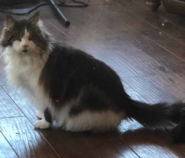 Jacki Jacki maine coon cat