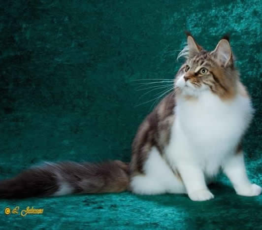 Willabelles Hello Dolly Willabelles Hello Dolly