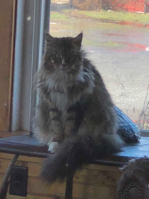 Kaleess maine coon queen