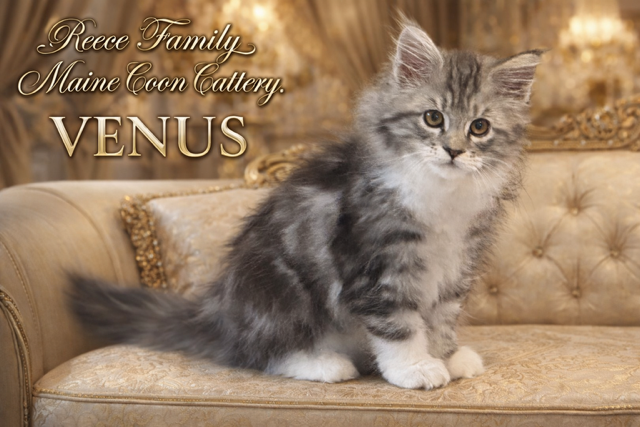 Maine coon cat female queen