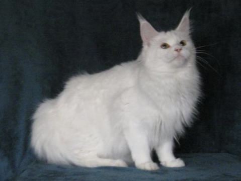 MT Khai Drago MT Khai Drago