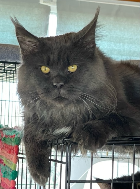 rip tom cat king leon